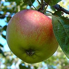 Apfelbaum kaiser wilhelm gebraucht kaufen  Wird an jeden Ort in Deutschland