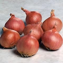 Gardeners kitchen shallot for sale  Delivered anywhere in UK