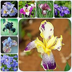 Cipolle iris hardy usato  Spedito ovunque in Italia 