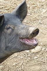 Black suffolk pig for sale  Delivered anywhere in UK