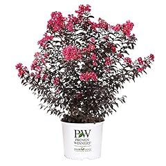 Gallon proven winners for sale  Delivered anywhere in USA 