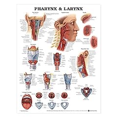 Pharynx larynx anatomical d'occasion  Livré partout en France