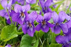 Sweet violet viola for sale  Delivered anywhere in USA 