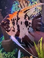 Live freshwater angelfish for sale  Delivered anywhere in USA 
