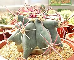 Ferocactus emoryi cactus for sale  Delivered anywhere in UK