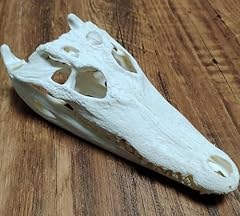 Real crocodile skull for sale  Delivered anywhere in USA 