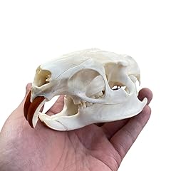 Taxidermy real animals for sale  Delivered anywhere in USA 