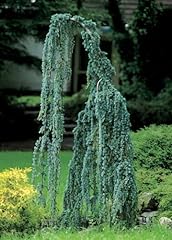 Weeping cedar lebanon for sale  Delivered anywhere in USA 