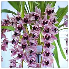 Beeby garden bulb for sale  Delivered anywhere in USA 