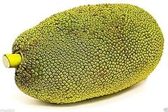 Giant jackfruit plant for sale  Delivered anywhere in USA 