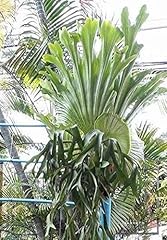 Staghorn fern spore for sale  Delivered anywhere in UK