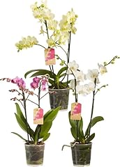 Ferrarium nourriture orchidée d'occasion  Livré partout en France