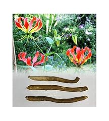 Garthwaite nurseries stockist for sale  Delivered anywhere in UK