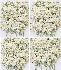 Dried baby breath for sale  Delivered anywhere in USA 