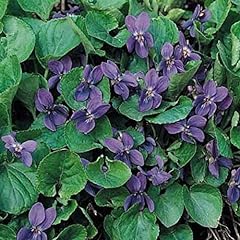 Sweet violet seeds for sale  Delivered anywhere in USA 