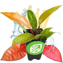 Philodendron prince orange for sale  Delivered anywhere in USA 