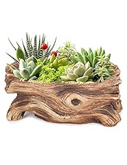 Dahlia driftwood stump for sale  Delivered anywhere in USA 