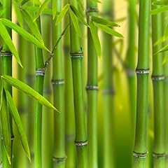 Yougarden green bamboo for sale  Delivered anywhere in UK