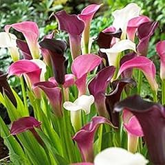 Zantedeschia calla lily for sale  Delivered anywhere in UK