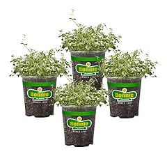 Bonnie plants english for sale  Delivered anywhere in USA 