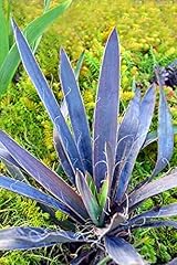 Magenta magic yucca for sale  Delivered anywhere in USA 