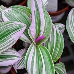 Carbeth plants tradescantia for sale  Delivered anywhere in UK