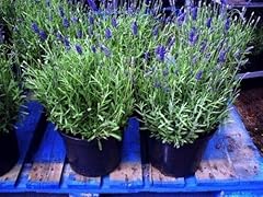 Lavanda lavandula angustifolia usato  Spedito ovunque in Italia 