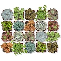 Altman plants live for sale  Delivered anywhere in USA 