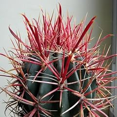 Ferocactus gracilis coloratus for sale  Delivered anywhere in USA 