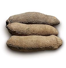 Fresh ghana yam for sale  Delivered anywhere in USA 