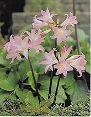 Garthwaite nurseries amaryllis for sale  Delivered anywhere in UK