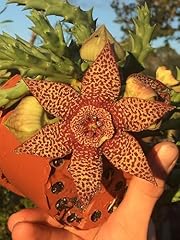 Orbea lepida 3.5 for sale  Delivered anywhere in USA 