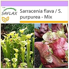 Saflax sarracenia semi usato  Spedito ovunque in Italia 