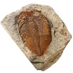 Zonzxcv trilobite fossil for sale  Delivered anywhere in USA 