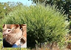 Basket willow cuttings for sale  Delivered anywhere in USA 