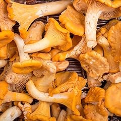 Pfifferlinge selber züchten gebraucht kaufen  Wird an jeden Ort in Deutschland