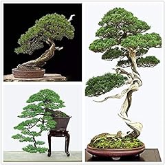Bonsai tree japanese for sale  Delivered anywhere in USA 