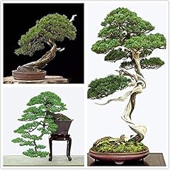 Bonsai tree japanese for sale  Delivered anywhere in USA 