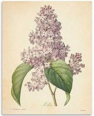 Vintage french lilac for sale  Delivered anywhere in USA 