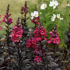 Antirrhinum mini cherry for sale  Delivered anywhere in Ireland