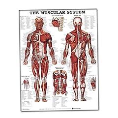 Owddddtnxc sistema muscolare usato  Spedito ovunque in Italia 
