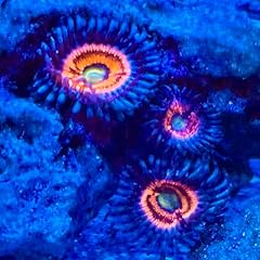 Coral decor aquarium for sale  Delivered anywhere in USA 