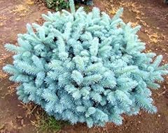 Globosa colorado dwarf for sale  Delivered anywhere in USA 