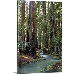 Redwood forest iii for sale  Delivered anywhere in USA 