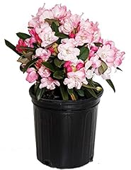 Rhododendron mardi gras for sale  Delivered anywhere in USA 