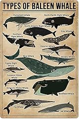 Esetasot types baleen for sale  Delivered anywhere in USA 