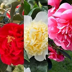 Carbeth plants camellia for sale  Delivered anywhere in UK