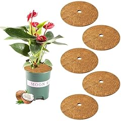 Yixinly stück 20cm gebraucht kaufen  Wird an jeden Ort in Deutschland