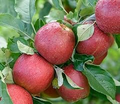 Apfelbaum wellant buschbaum gebraucht kaufen  Wird an jeden Ort in Deutschland