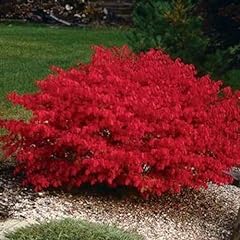 Burning bush live for sale  Delivered anywhere in USA 